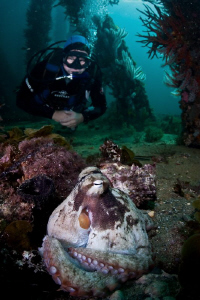 Diver approaches the local octopus under the Busselton Je... by Mick Tait 